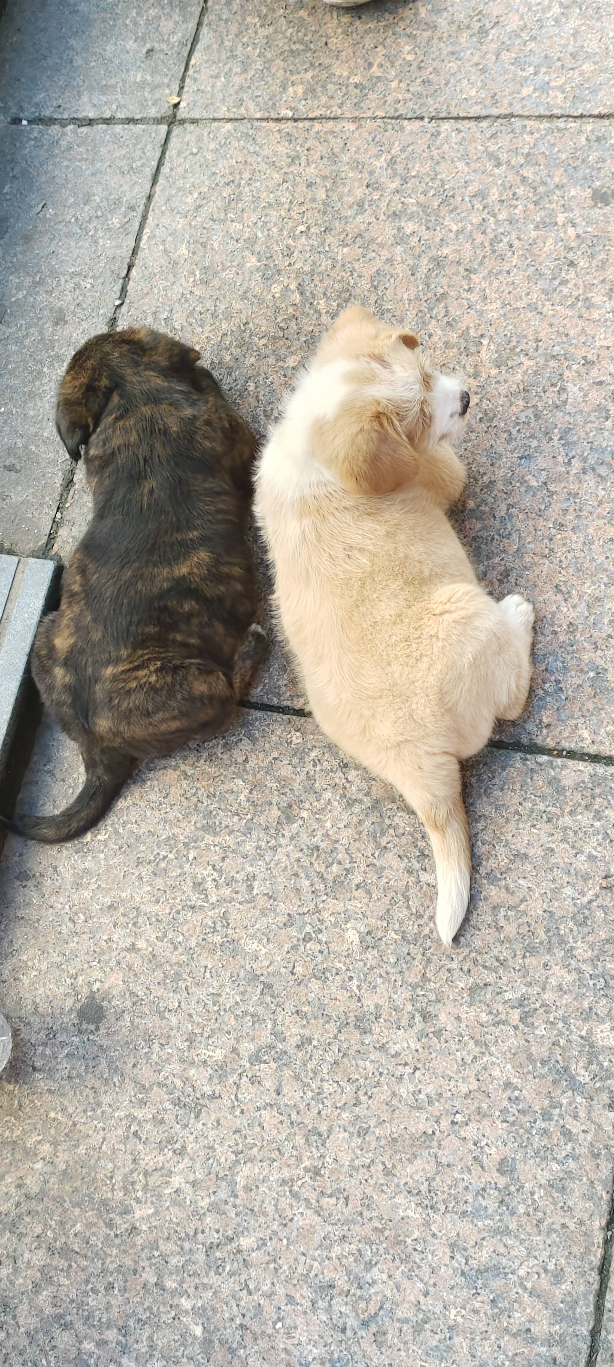 谁能拒绝软乎乎、毛茸茸的小猫小狗呢？反正我一见到就走不动道。要是你工作太忙没时间遛宠，尽管开口，我愿意用我的时间，换你家宝贝的一段快乐时光！