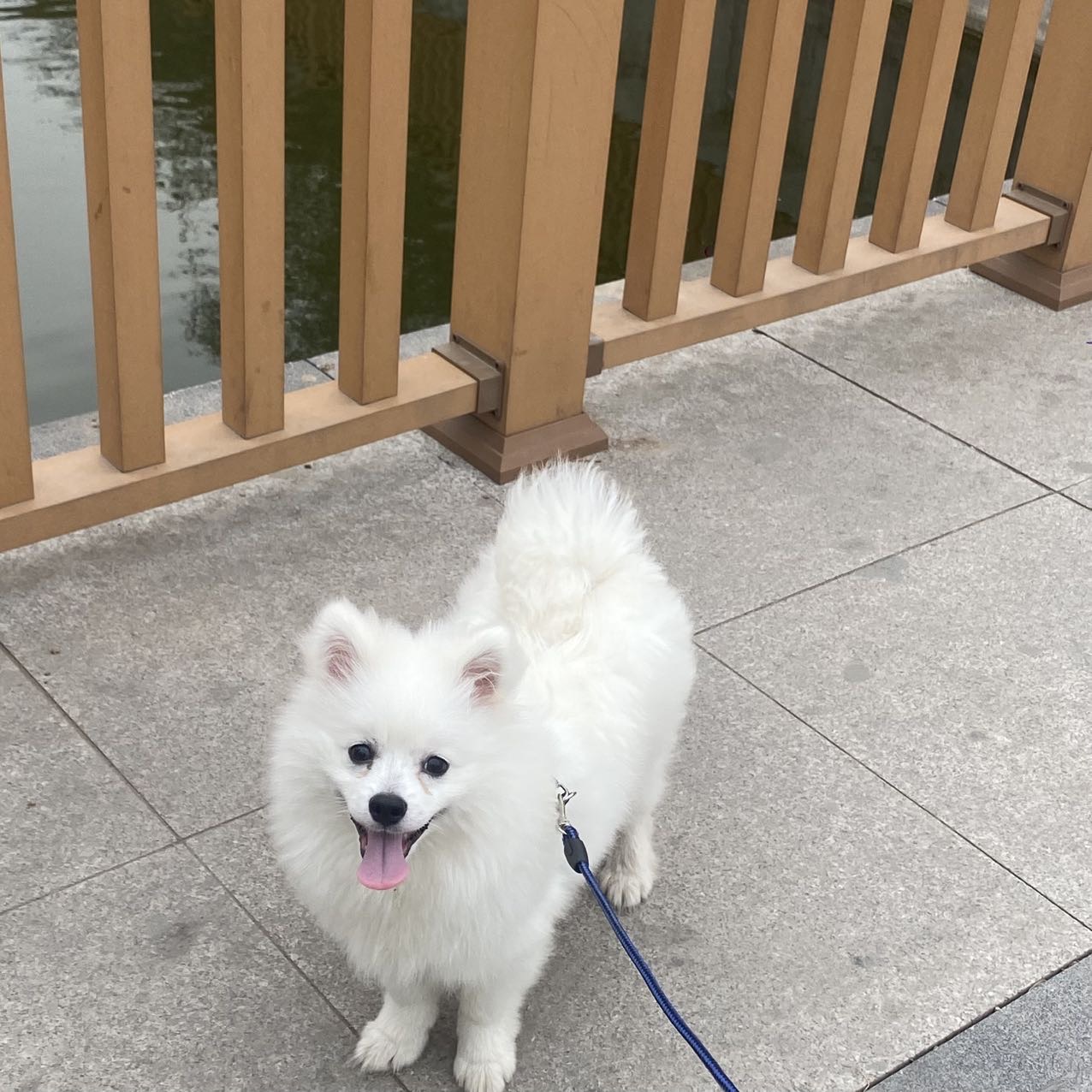 狗狗博美犬