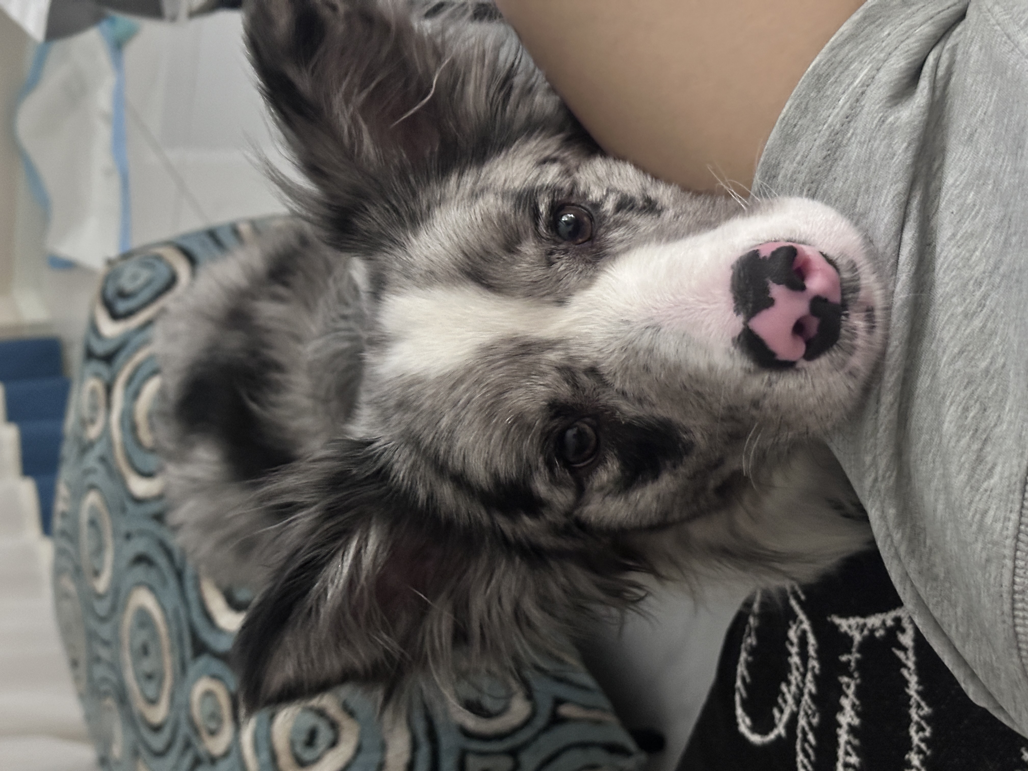 狗狗边境牧羊犬