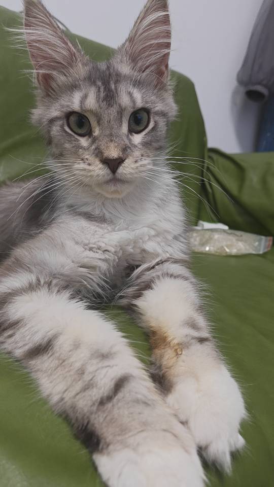 猫猫缅因猫