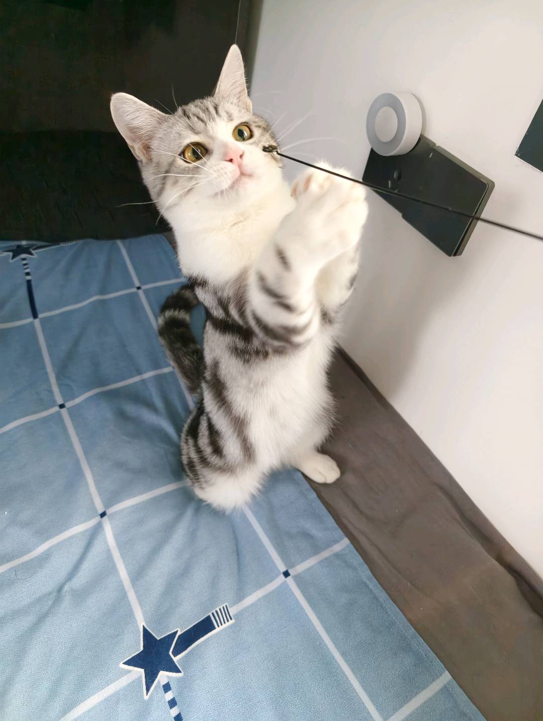 猫猫萌宠档案