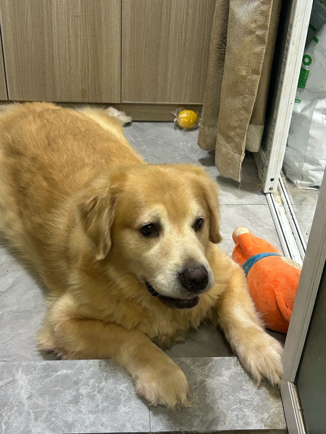 狗狗萌宠档案