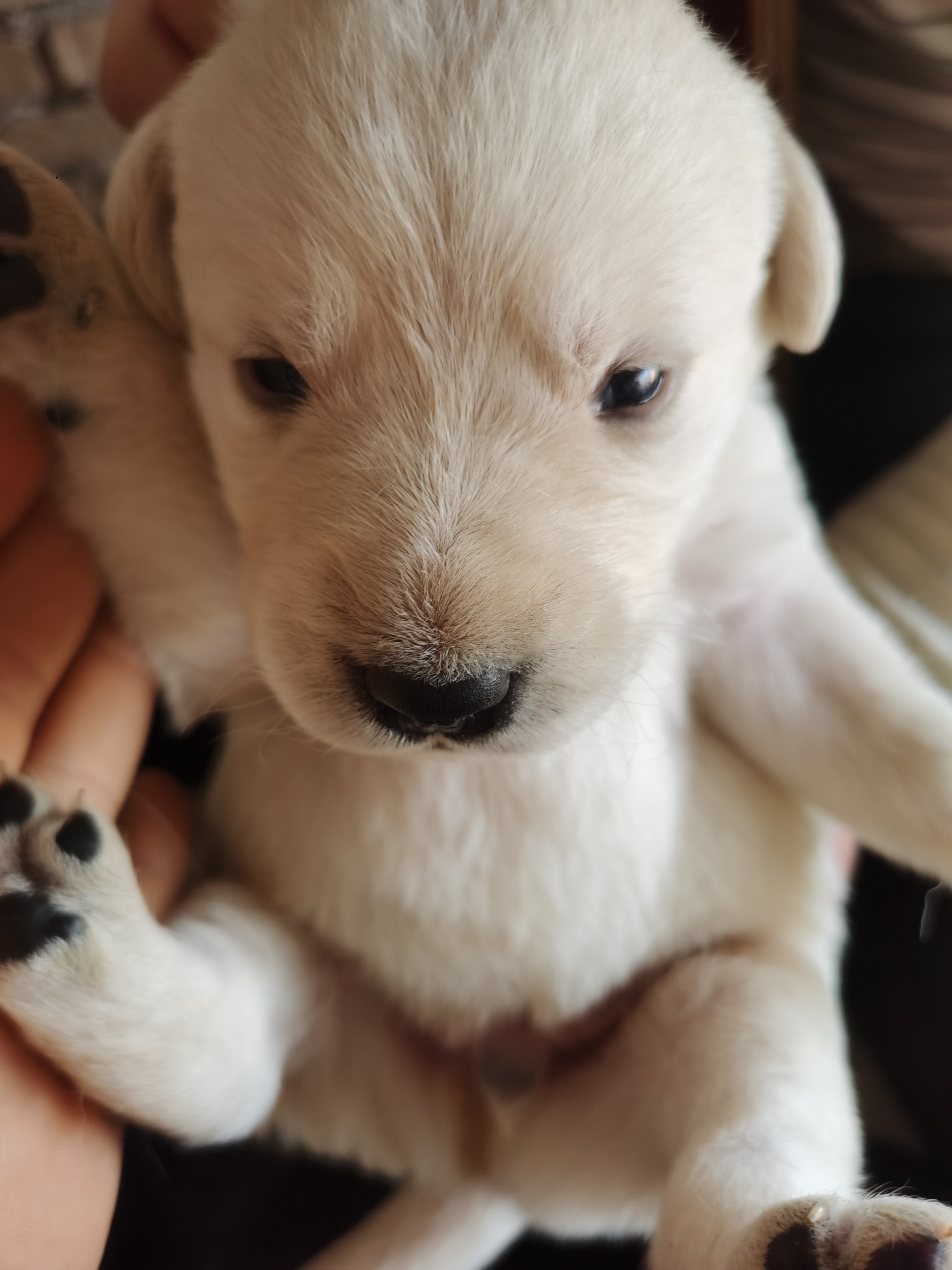 自己家养的拉布拉多幼犬，黑白公母都有，喜欢的联系