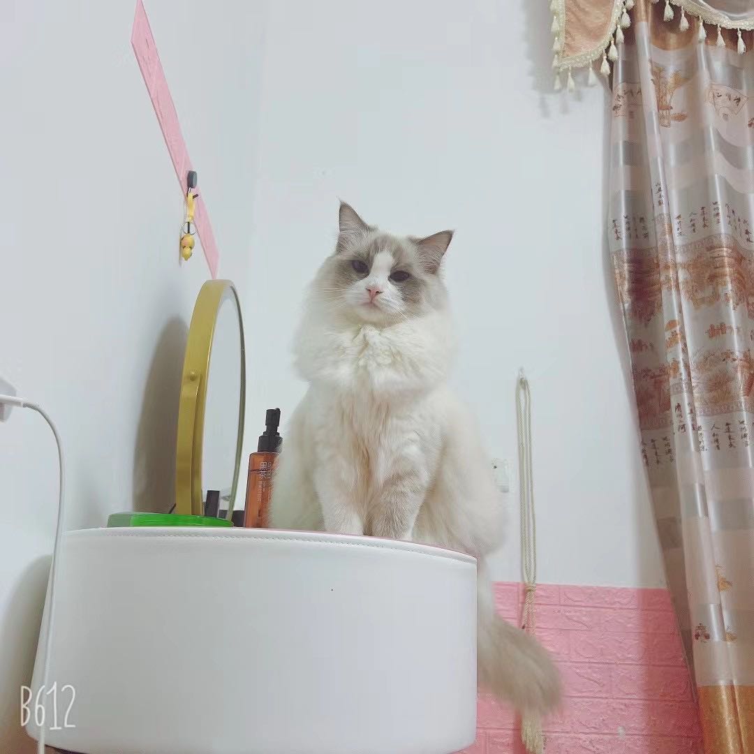 厦门猫咪宠物小型狗狗宠物寄养可接送上门喂养。
财务工作平时在家办公时间自由，工作日节假日都可以接单，专门房间养猫，猫咪性格好可不关笼。自家猫是散养，随便跑。
服