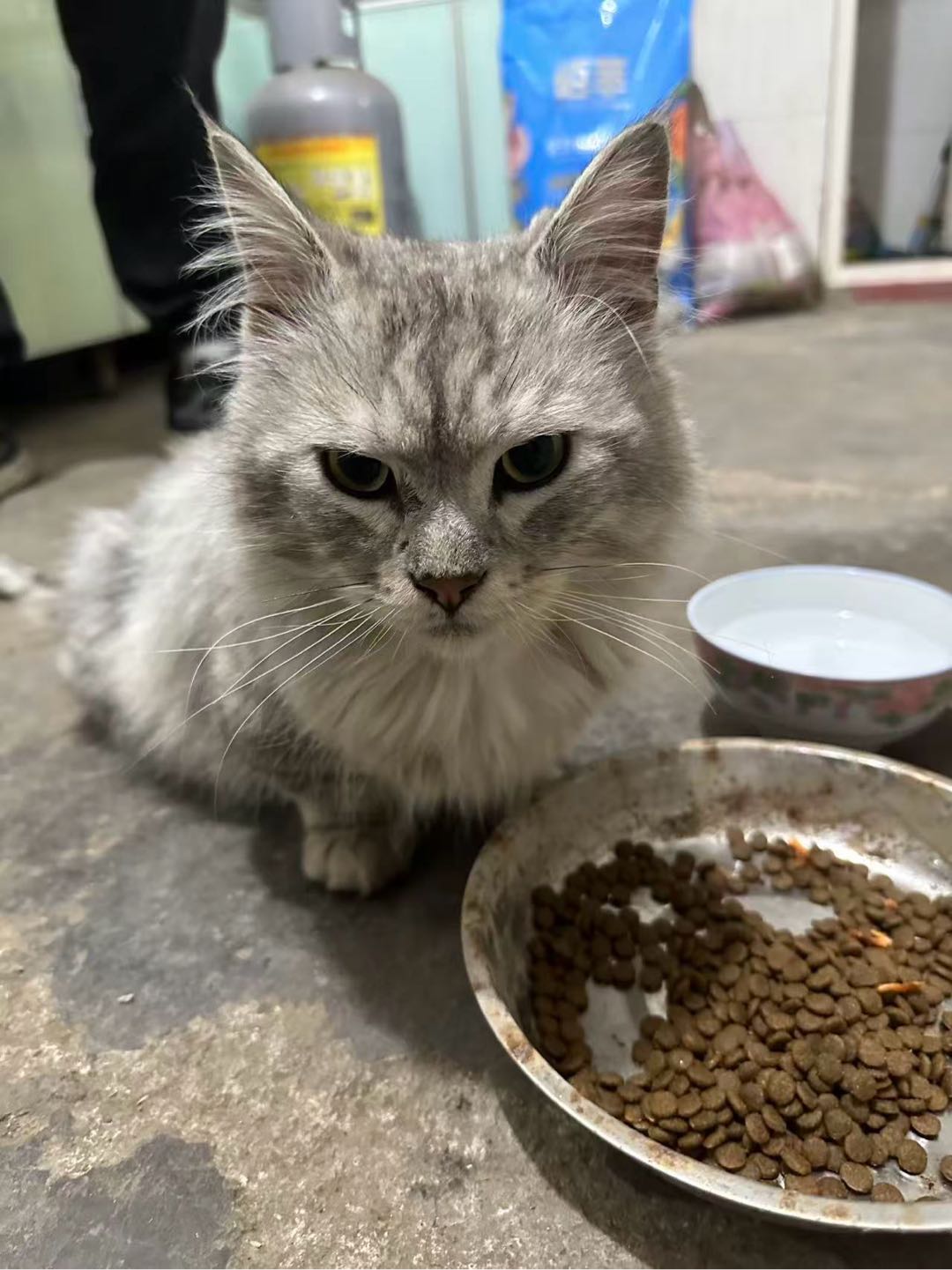 猫猫缅因猫