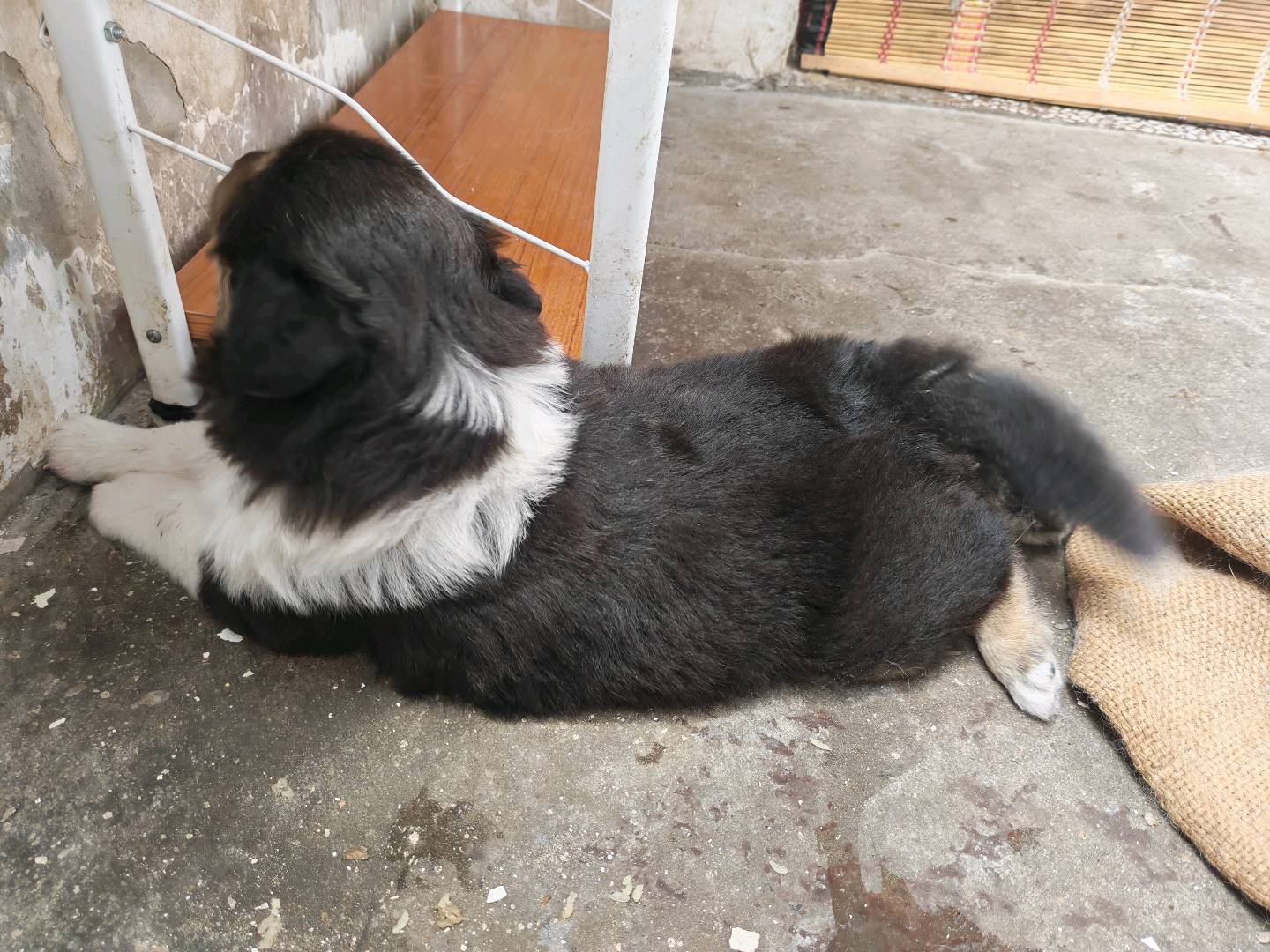 狗狗萌宠档案