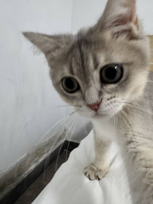 猫猫萌宠档案