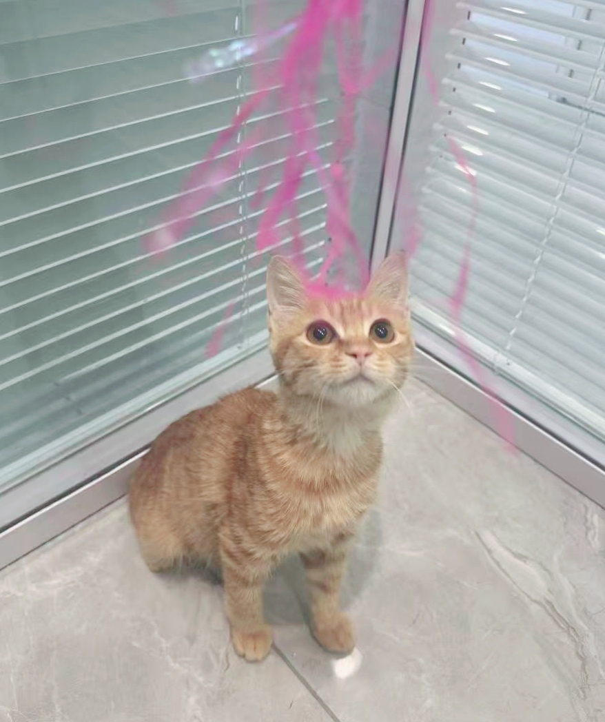 颜值超级在线滴橘猫弟弟，活泼听话，亲人亲猫，性格超级好！能吃能睡，身体健康，陪伴之良猫。
补充领养条件：*5岁以上，父母…
