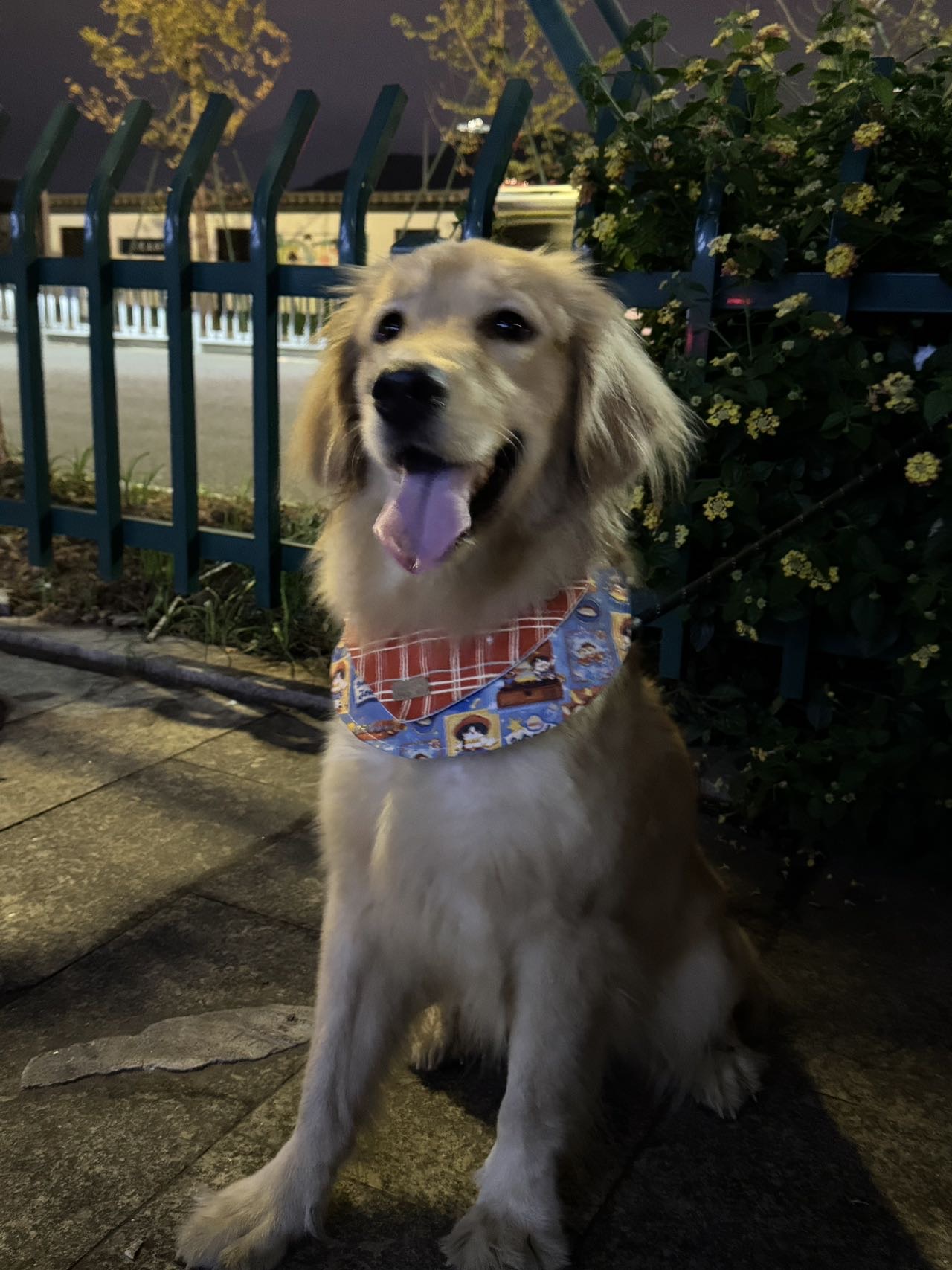 狗狗金毛犬