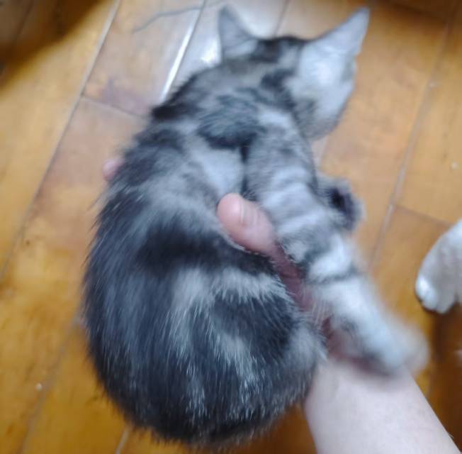 小母猫，刚出生快*个月，一驱虫，求领养，家里猫咪太多了，养不下，希望有靠谱的人领养，前期定期回访