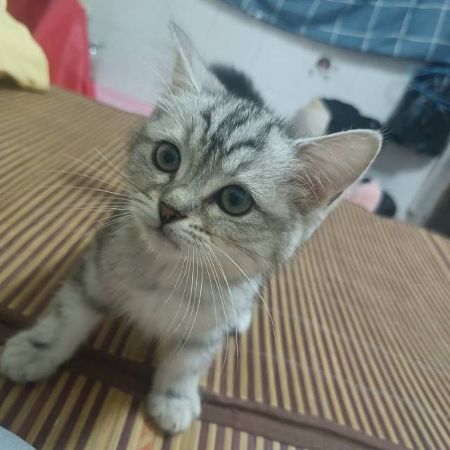 一只非常黏人的小猫咪。真的超级可爱
