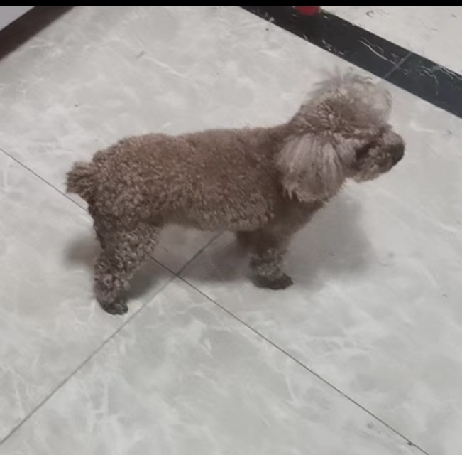 狗狗萌宠档案