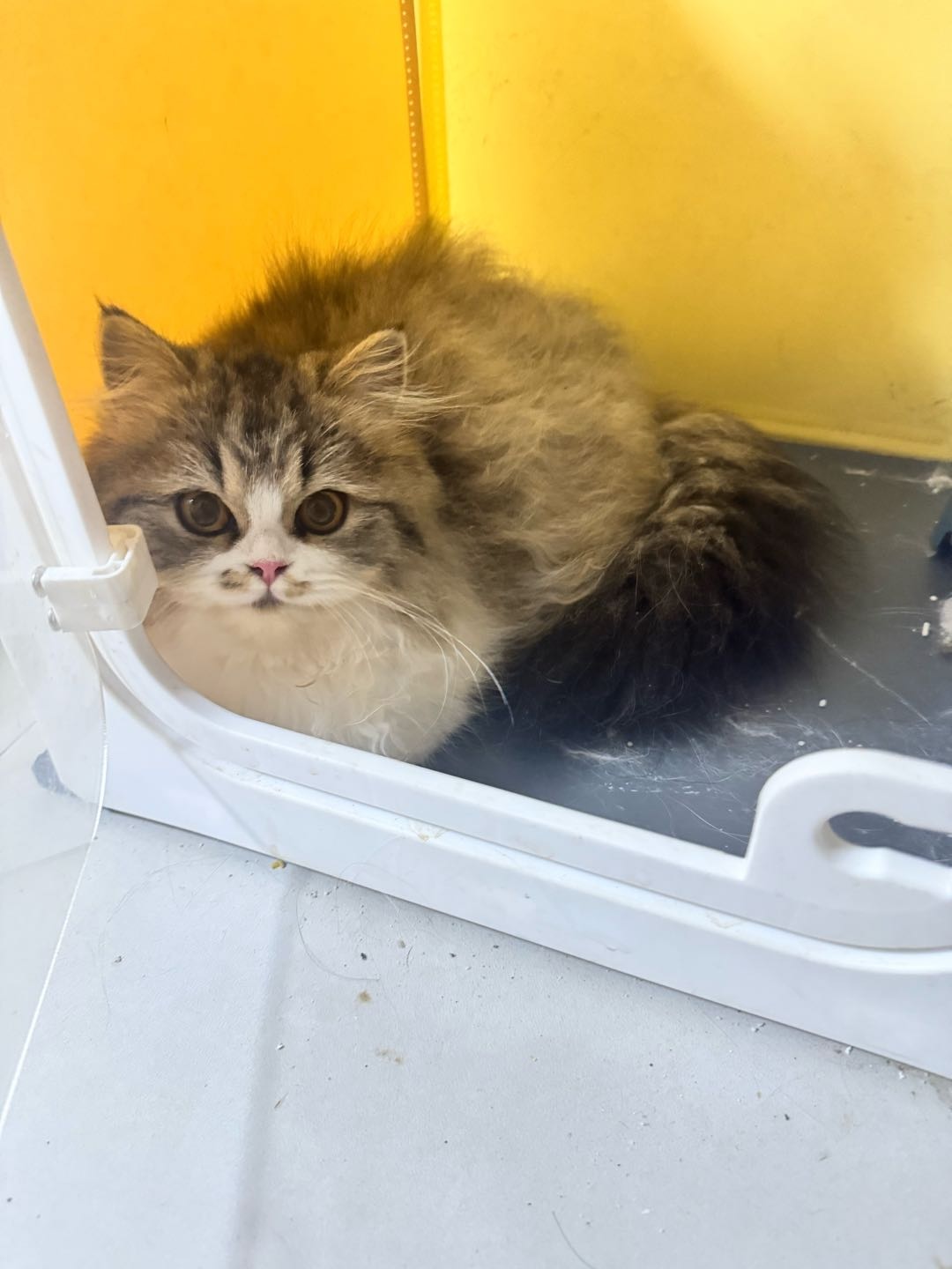 一只宠物猫 米努特 7个月妹妹 疫苗齐全 想出售 养不过来了