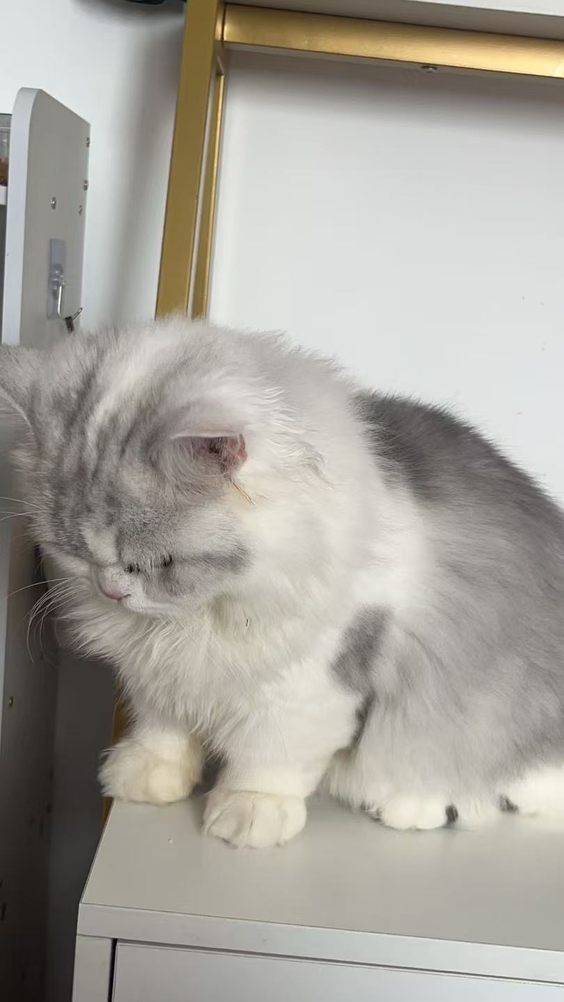 萌宠档案