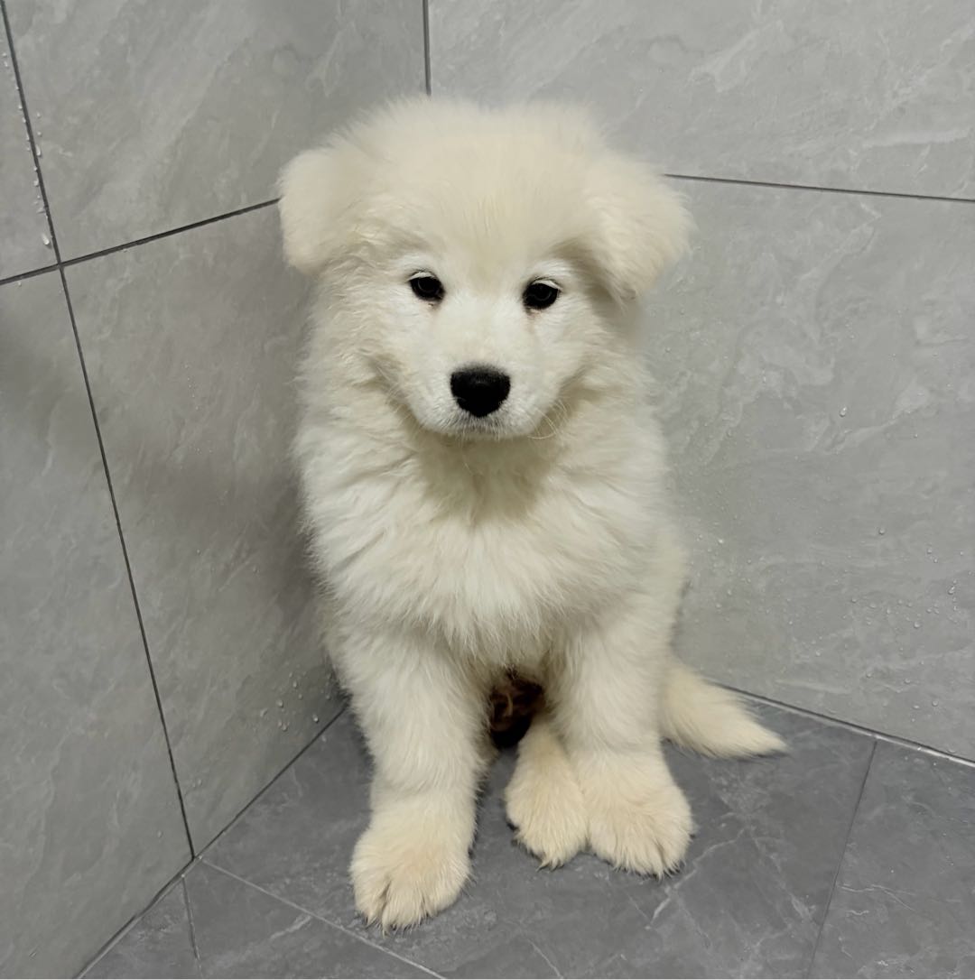 狗狗萨摩耶犬
