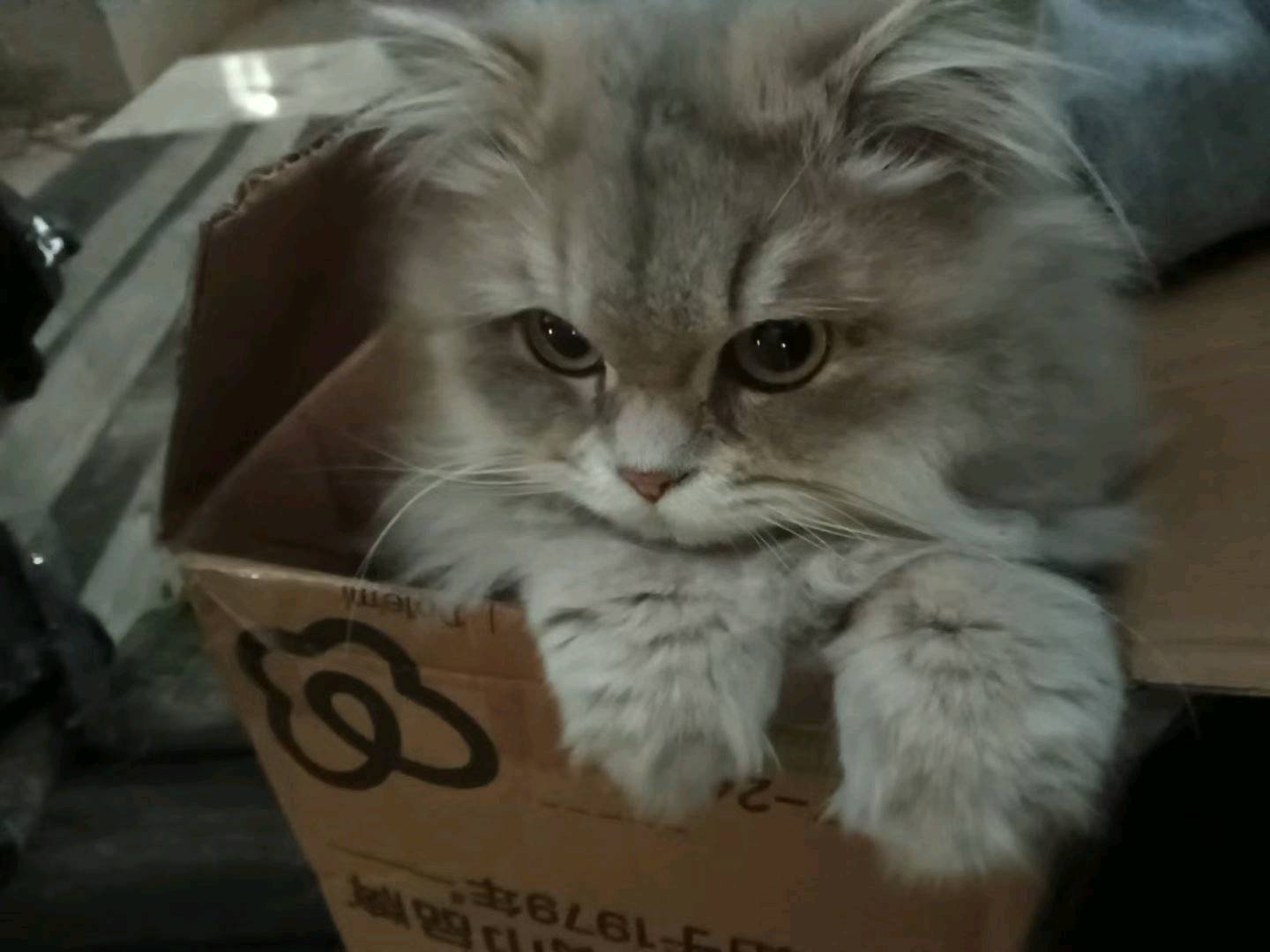 猫猫缅甸猫