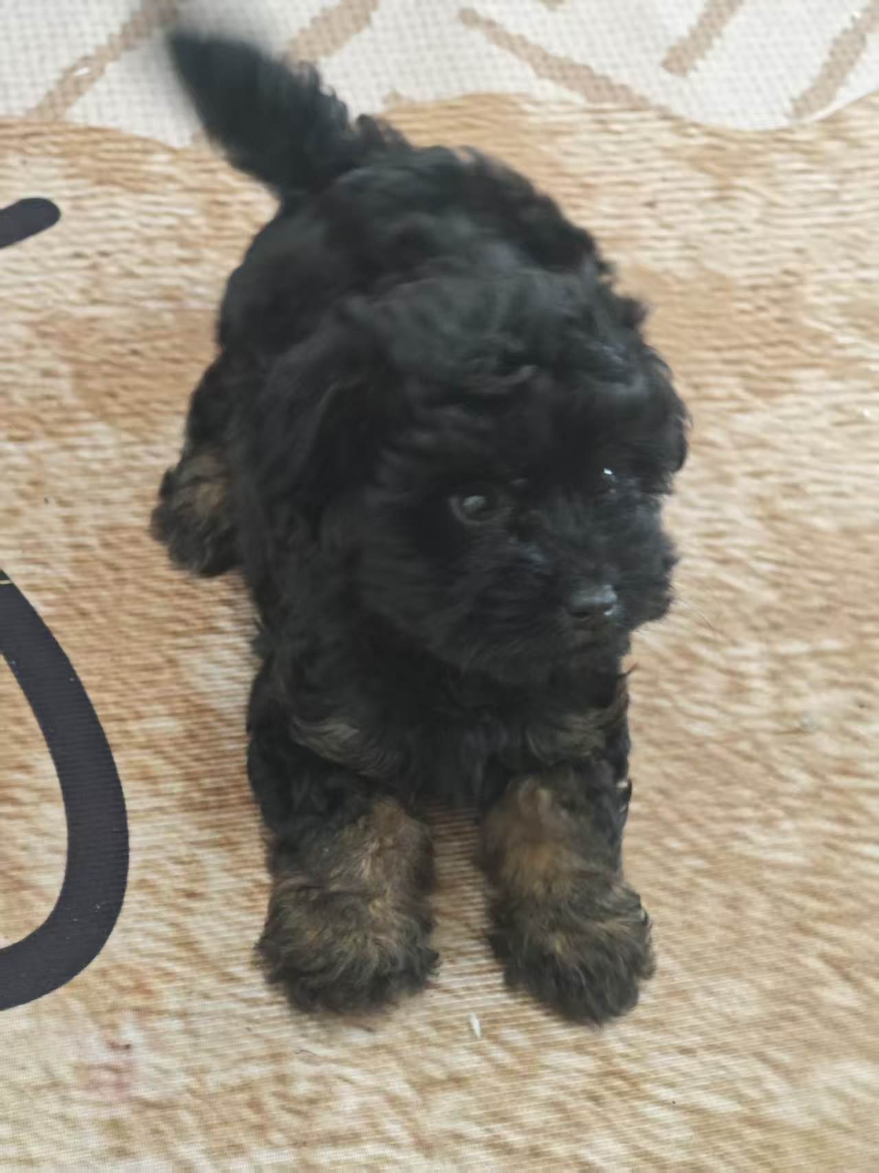 狗狗泰迪犬