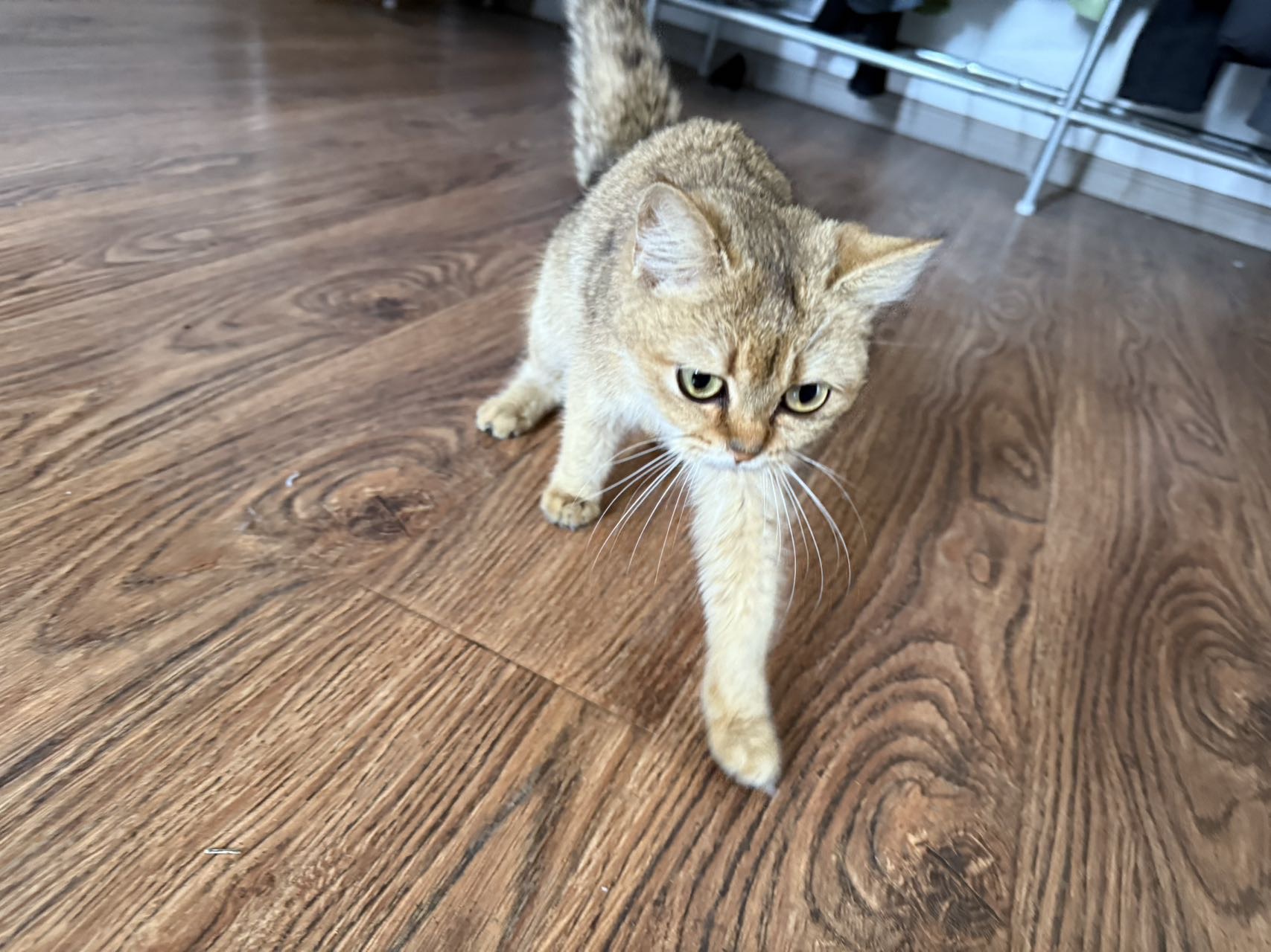 猫猫金渐层