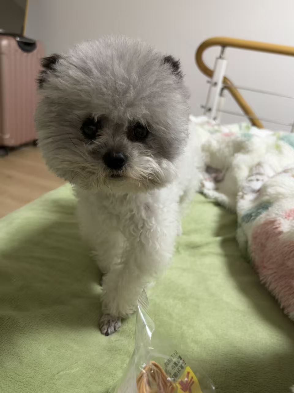 泰迪配偶 六岁 公狗 找个女朋友