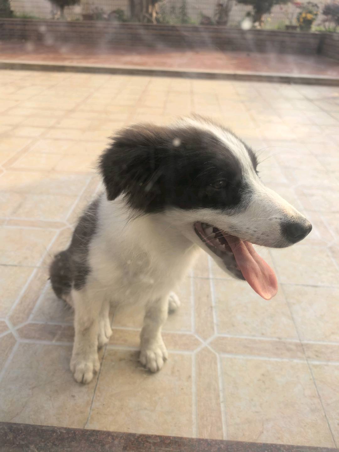 狗狗边境牧羊犬