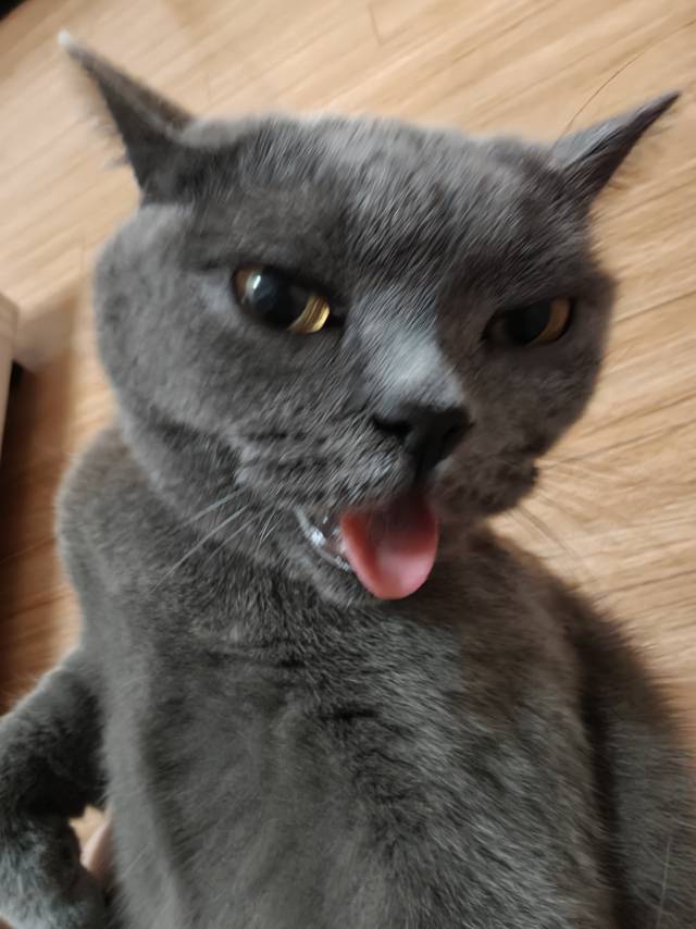 蓝猫