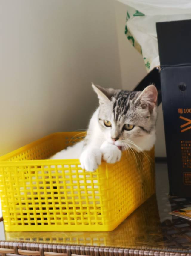 *0多天以前，这只小猫咪一路跟着我们回到了家里，很有灵性，我们就把它养起来了。他的性格很黏人，不挠人，然后会用猫砂，很爱…