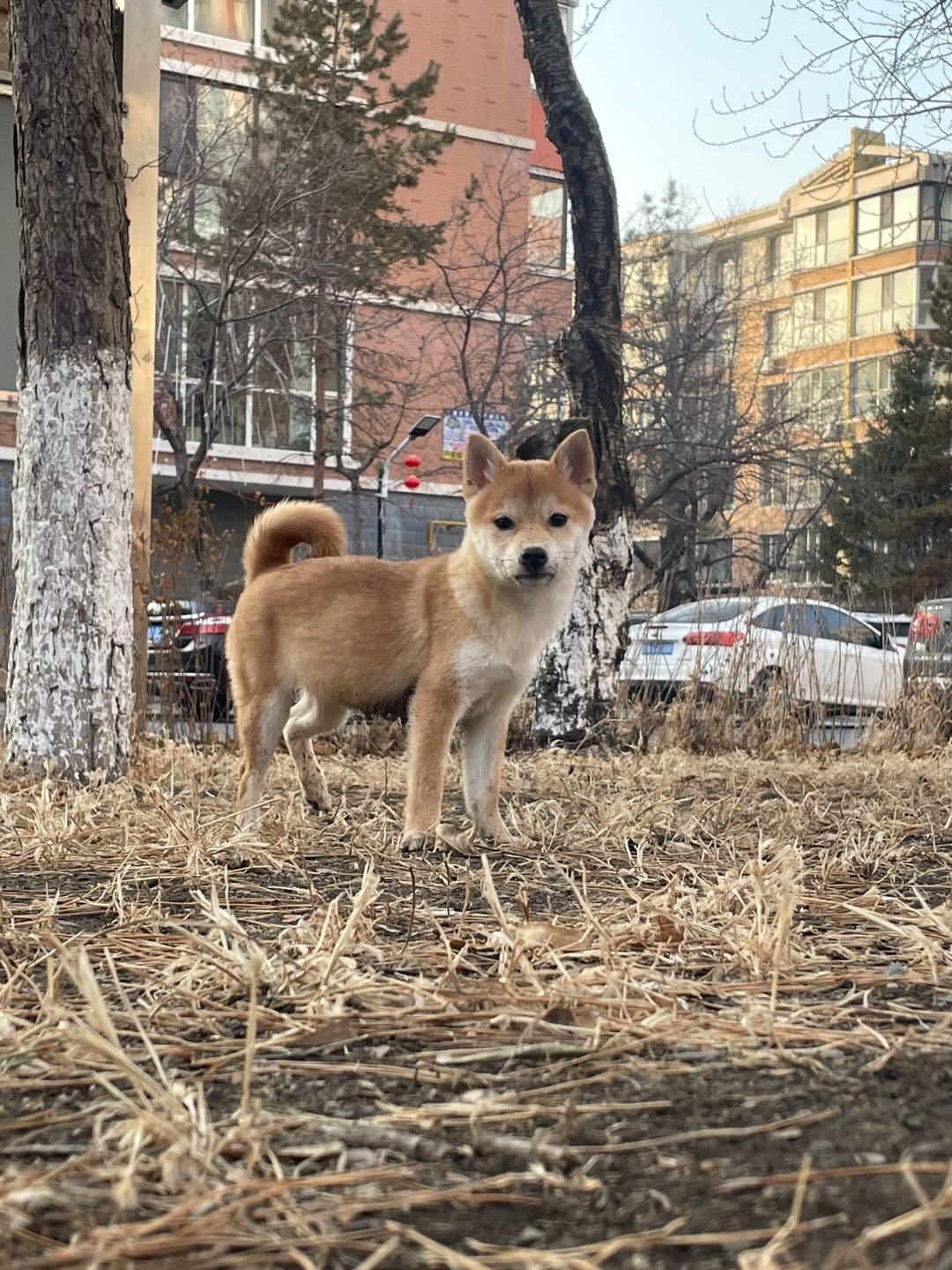 多米