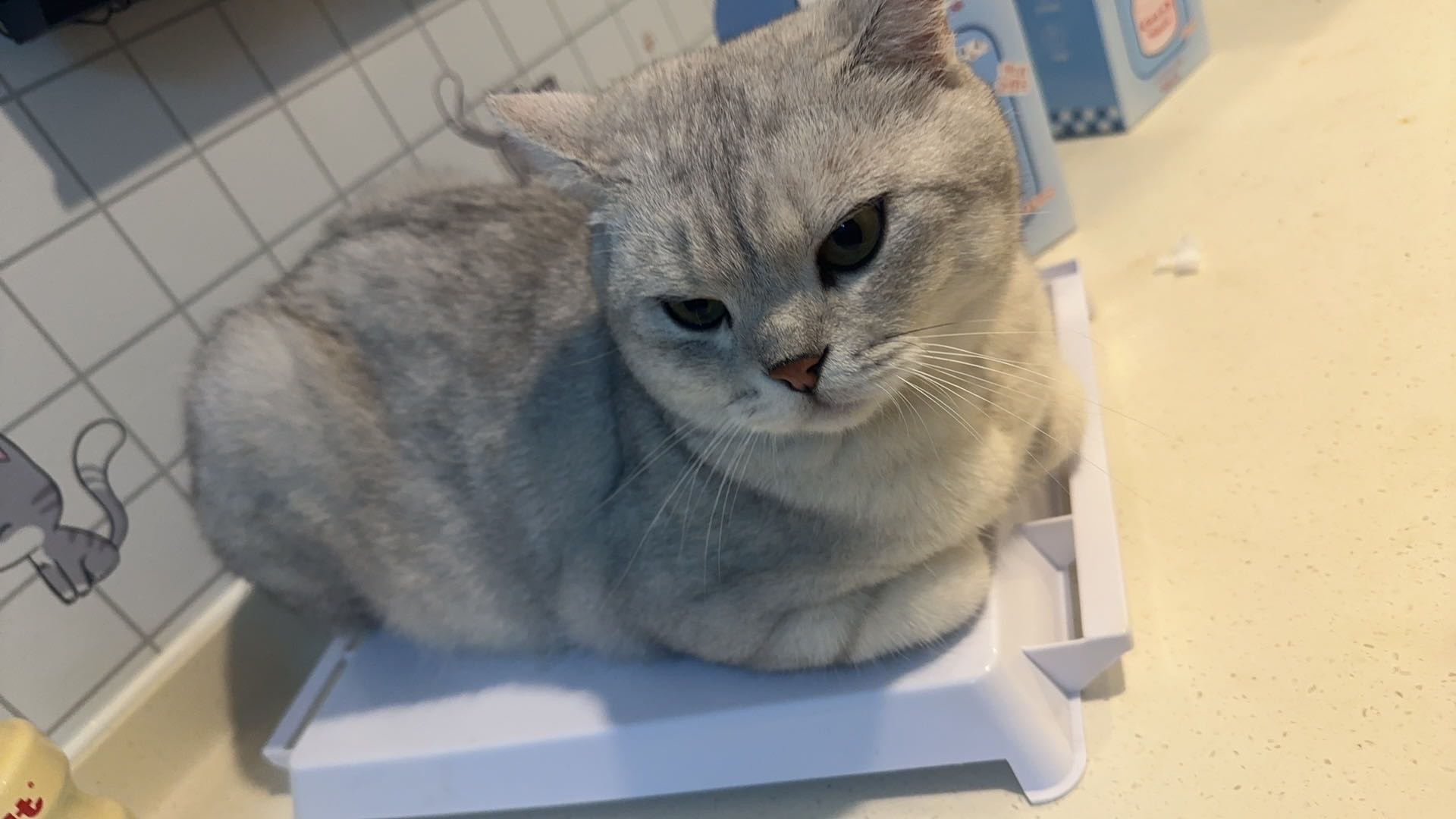 猫猫银渐层