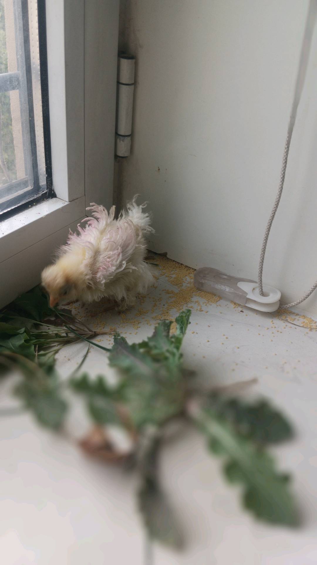 闲置详情