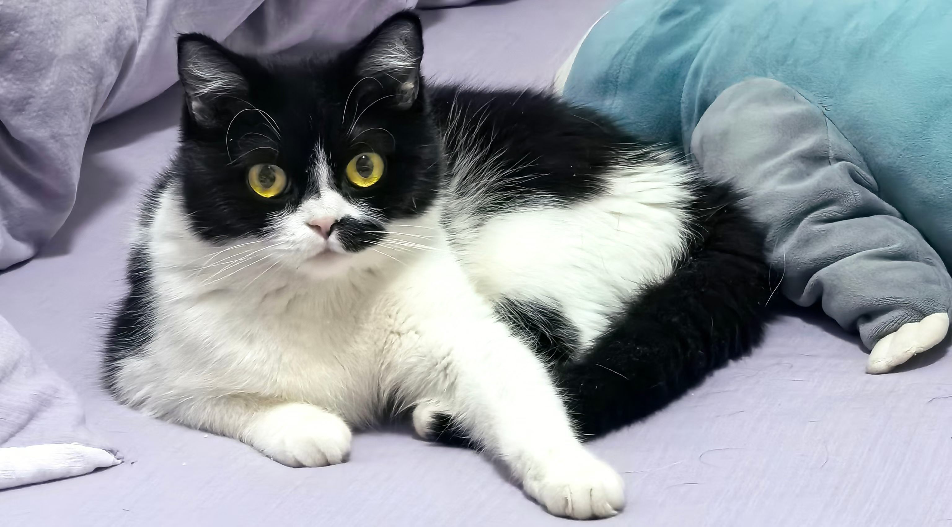 看我这个小猫好看吧？