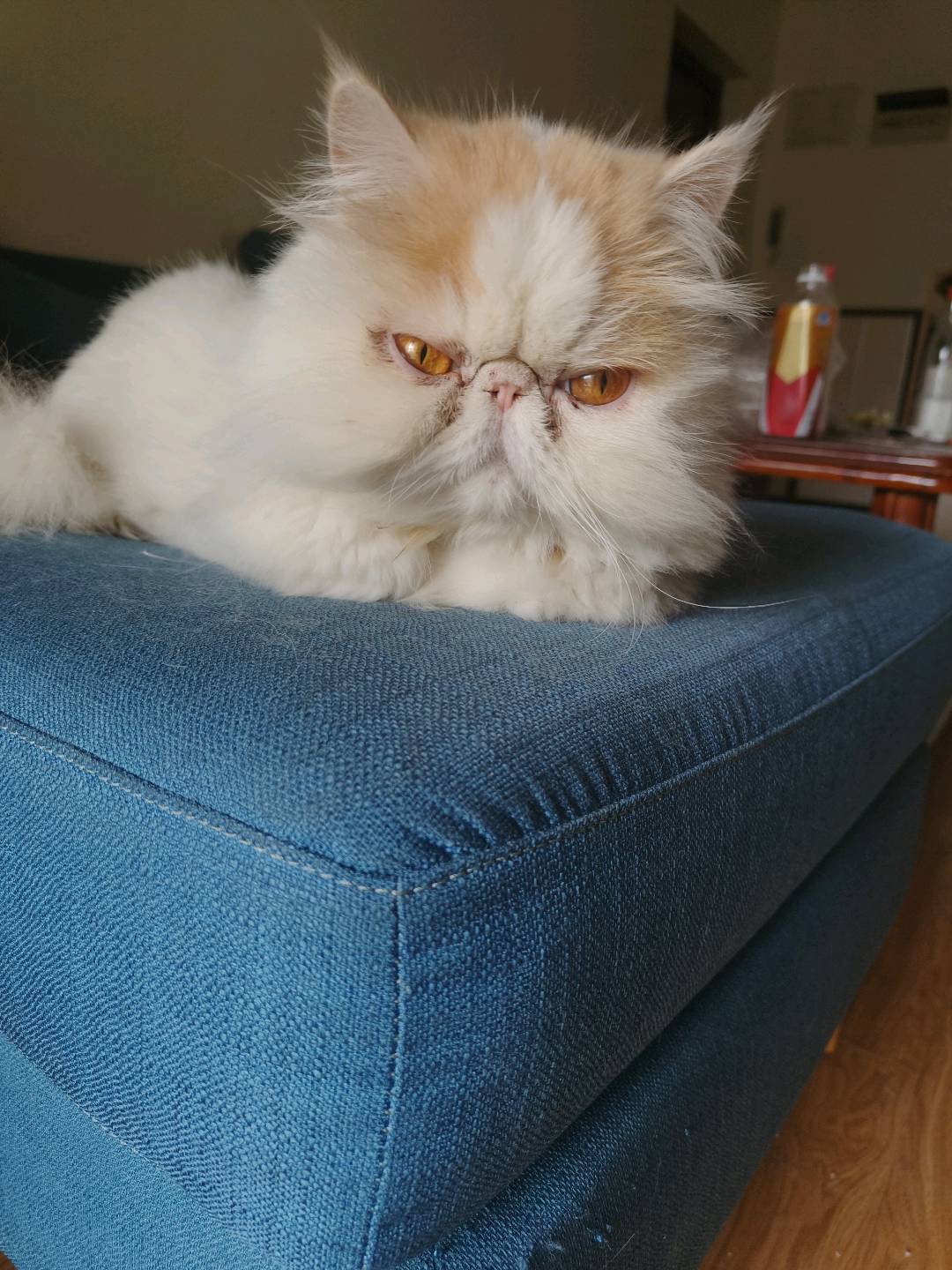 猫猫其它