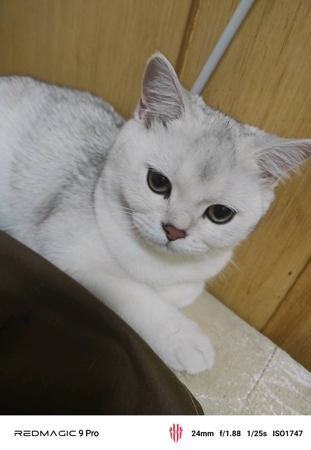 猫猫其它