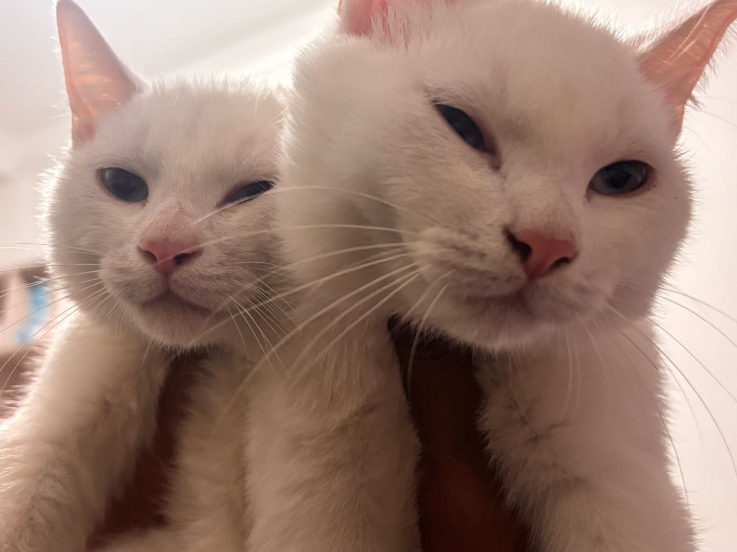 捡的猫猫 转眼就从小鼻嘎长大了