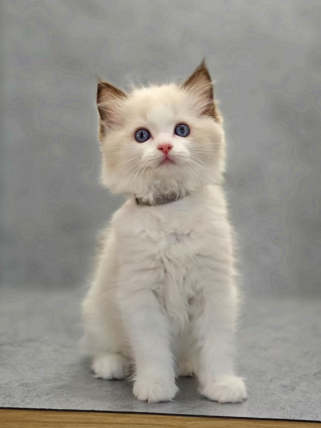 猫猫布偶猫