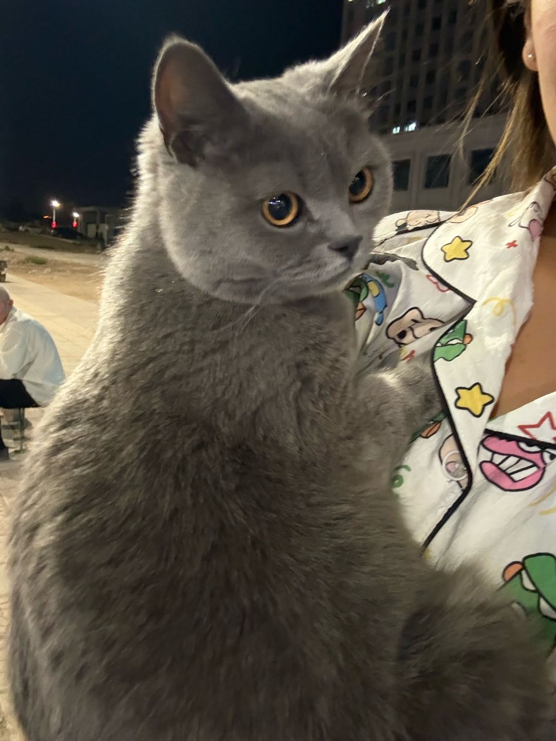 母猫 特别乖