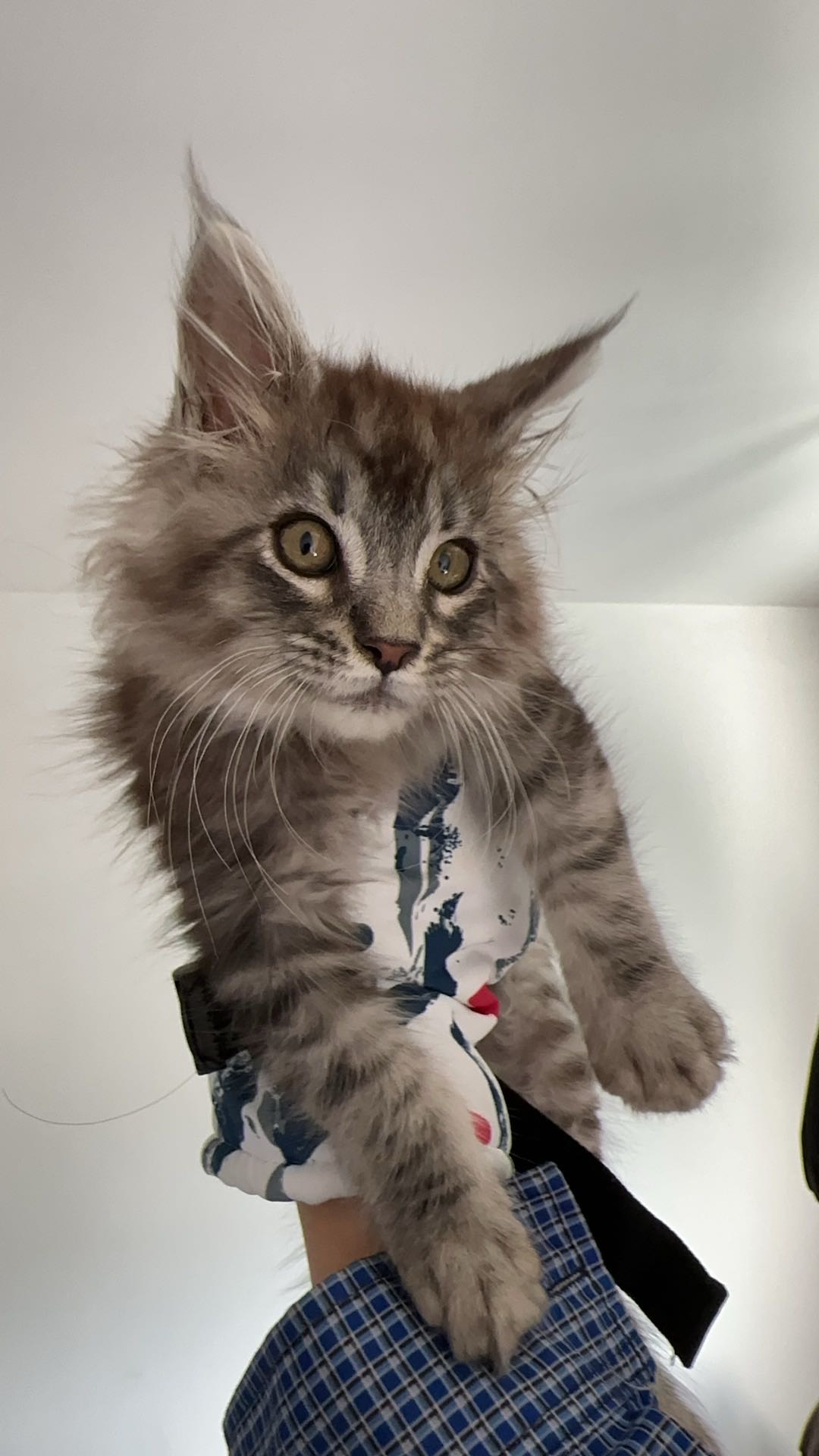 猫猫缅因猫