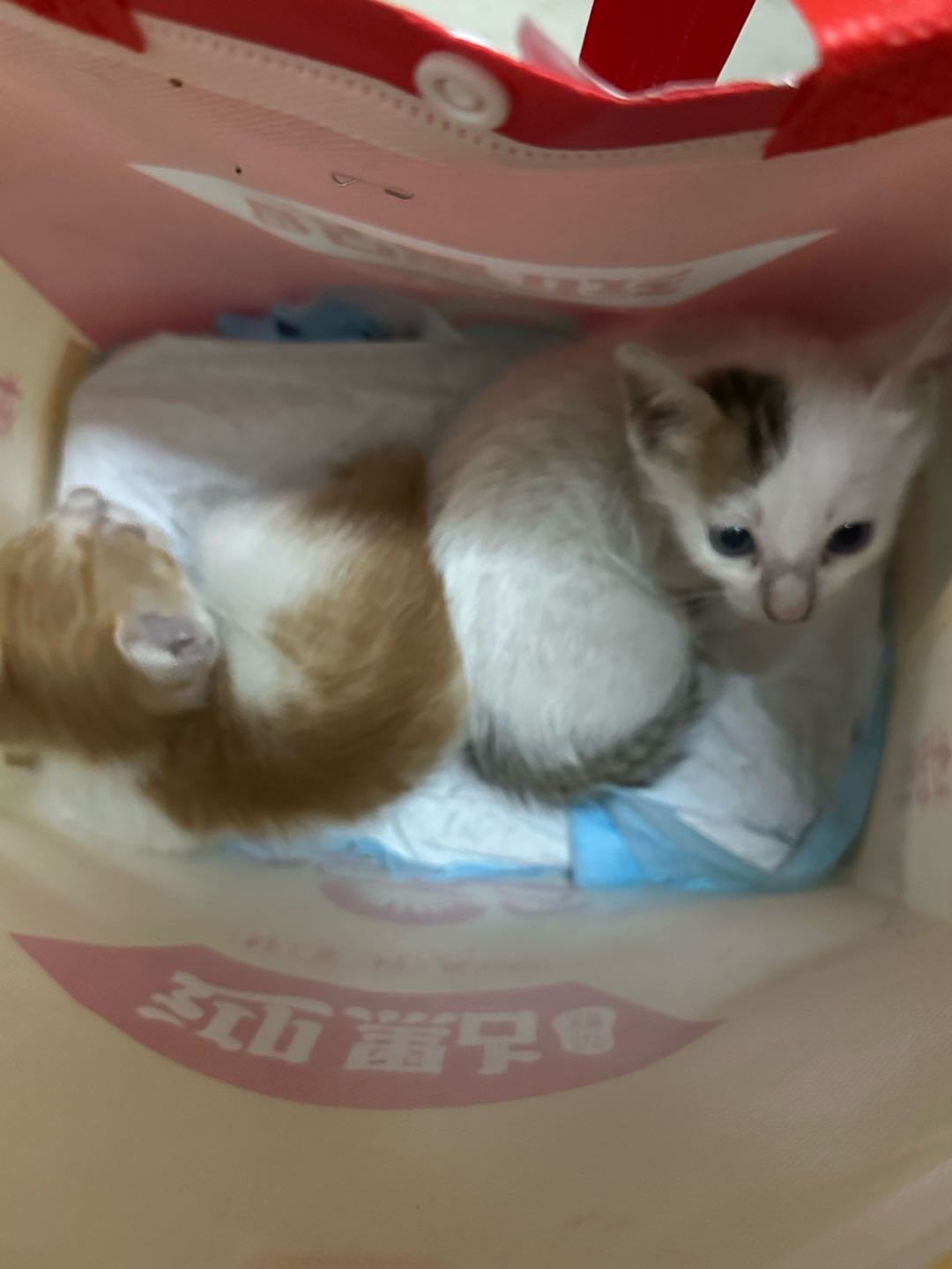无偿领养两只流浪奶猫，仓库捡的没猫妈妈，还没断奶要人工喂奶。
只找有养奶猫经验、家里封窗、有充足时间细心照顾的本地人，拒…