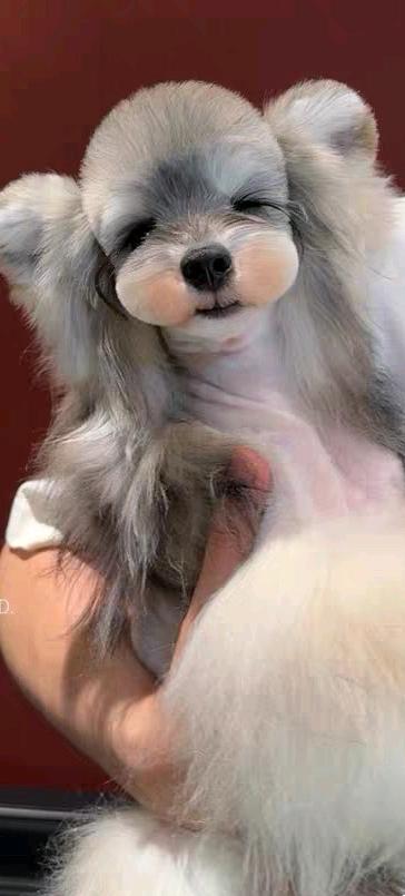 自家雪耐瑞下的幼犬，爸妈图片真实，幼犬品相好，体型小，目前45天，公母均有，相中私信