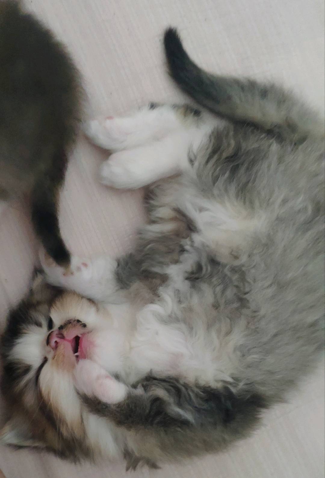 猫猫其它