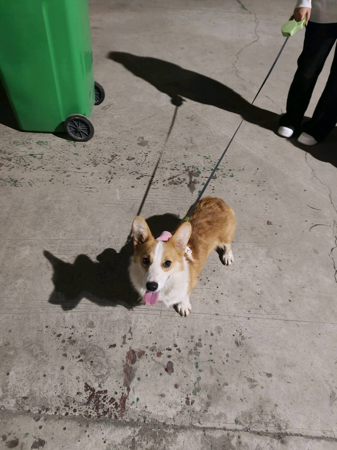 狗狗柯基犬
