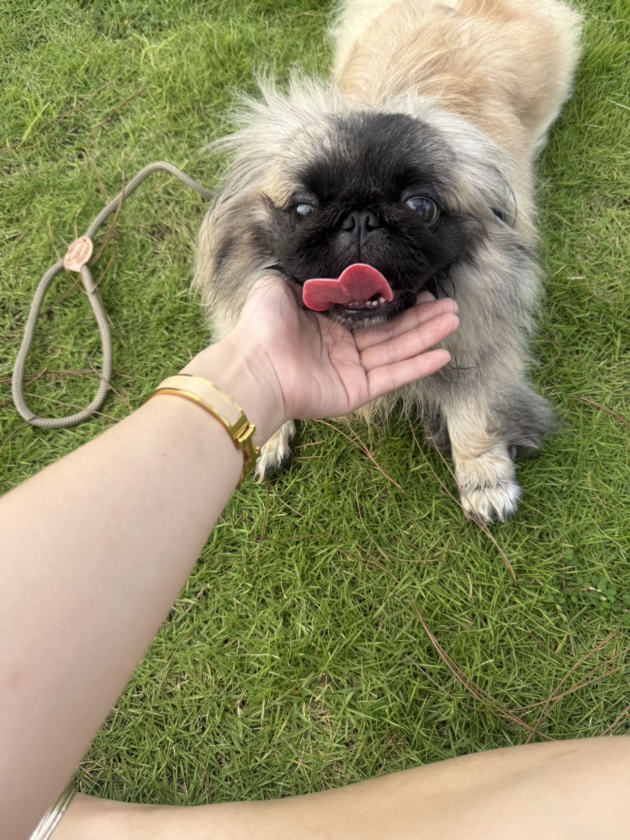 10进小型犬 性格闻说不吵闹