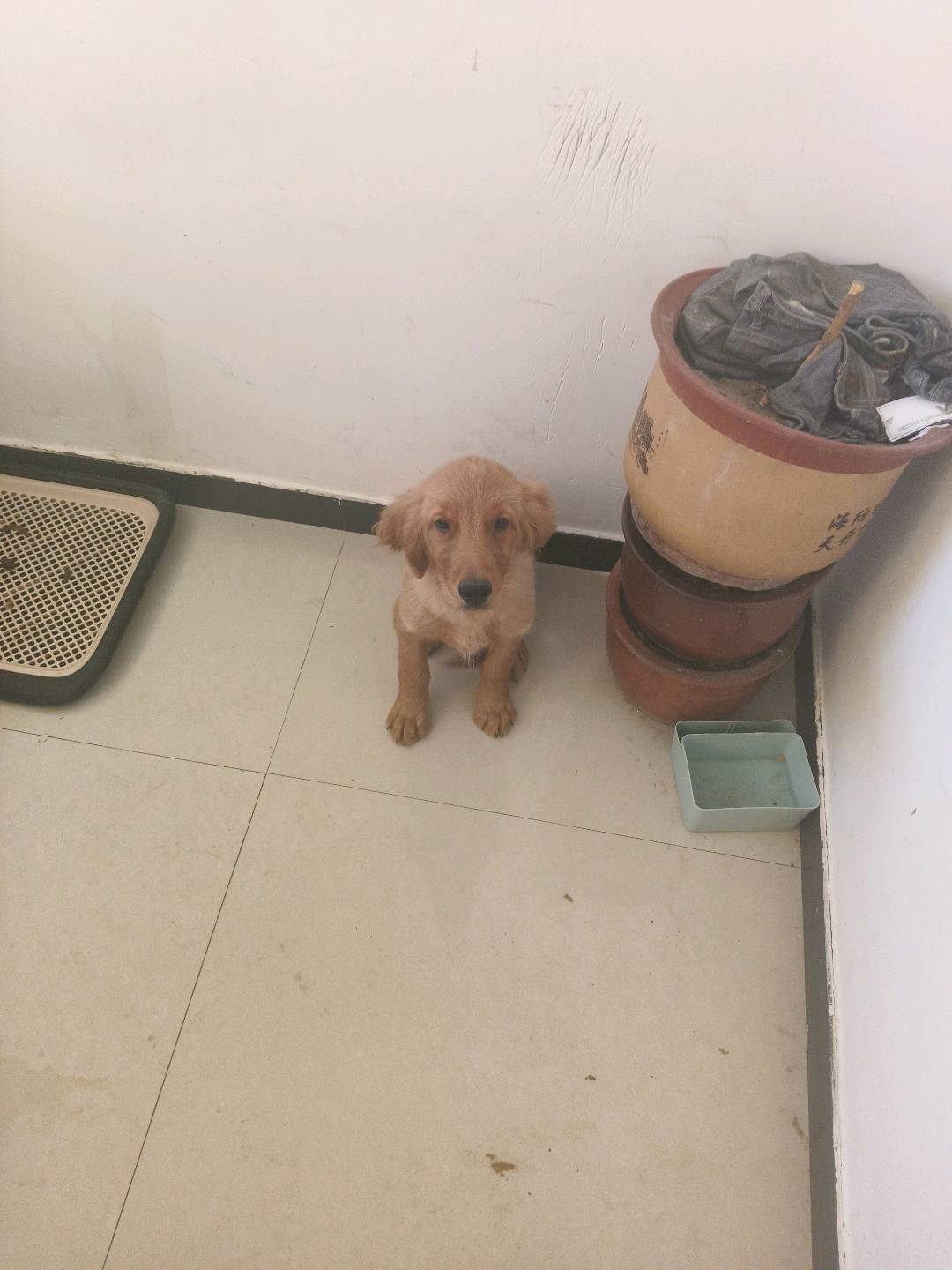 狗狗其它
