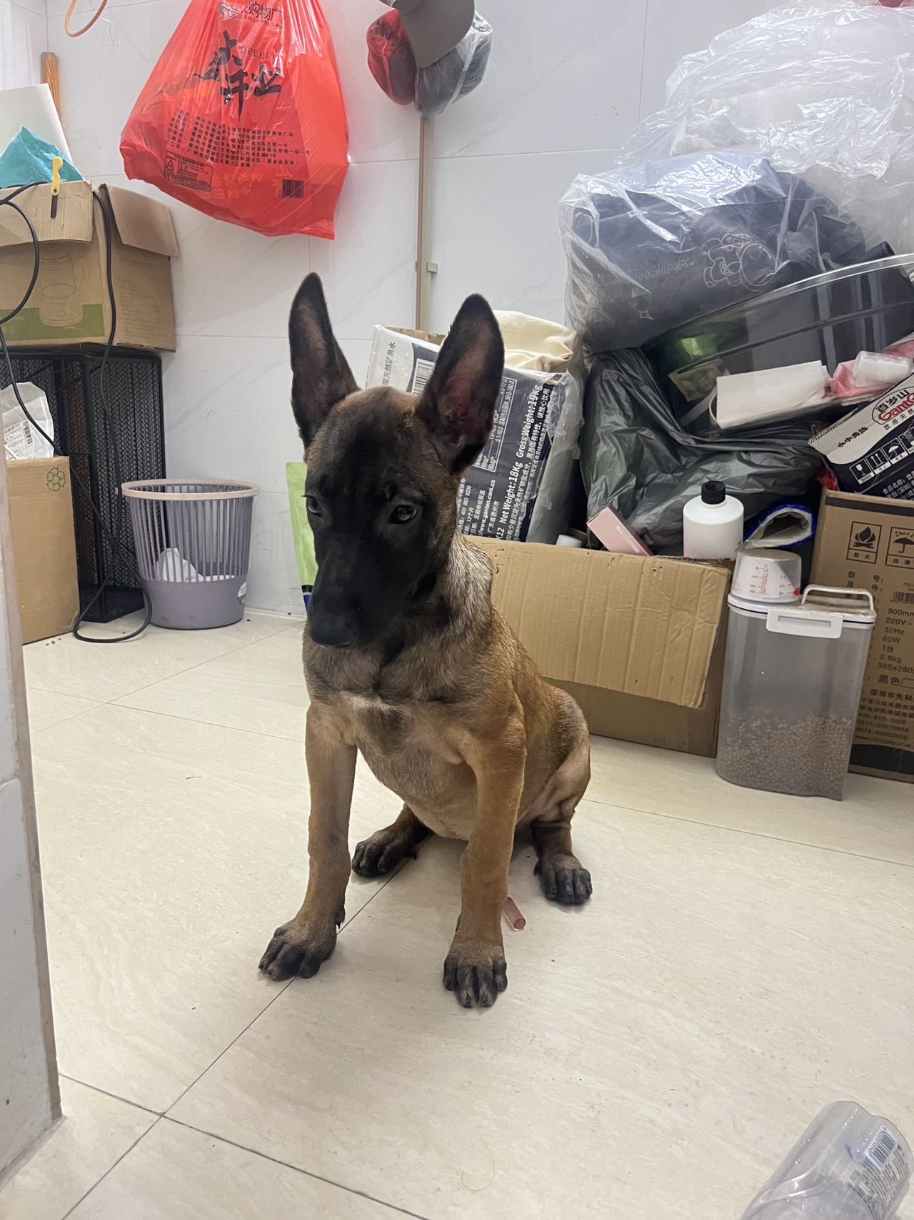 马犬
