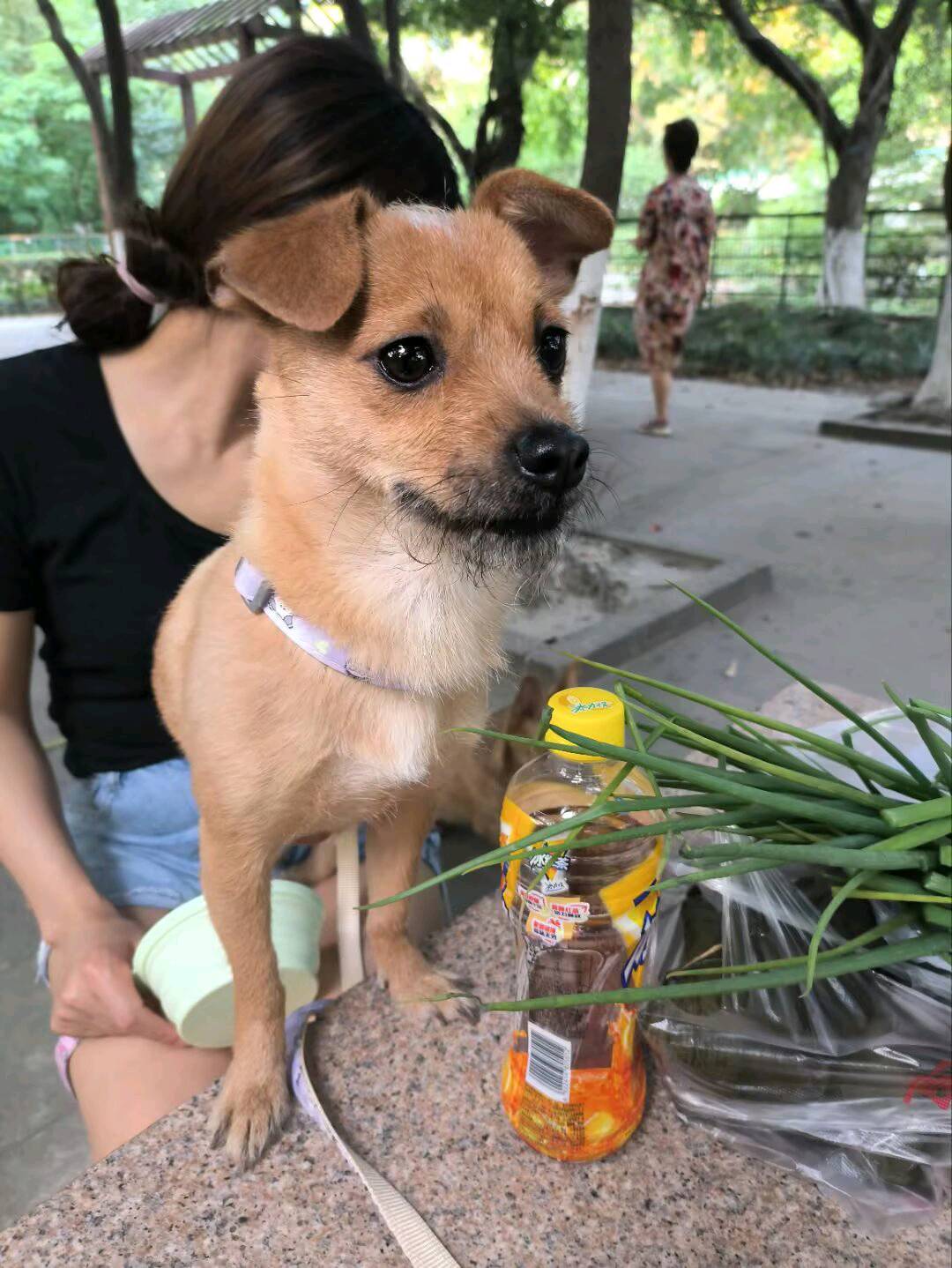 免费领养狗狗，一岁多，母，疫苗+狂犬齐全，已驱内外虫，因为工作实在养不了了，然后家庭一些原因更养不了，狗狗熟了很粘人。…