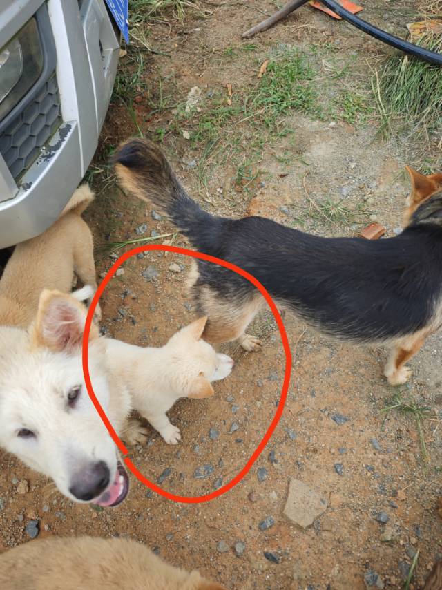 狗狗萌宠档案