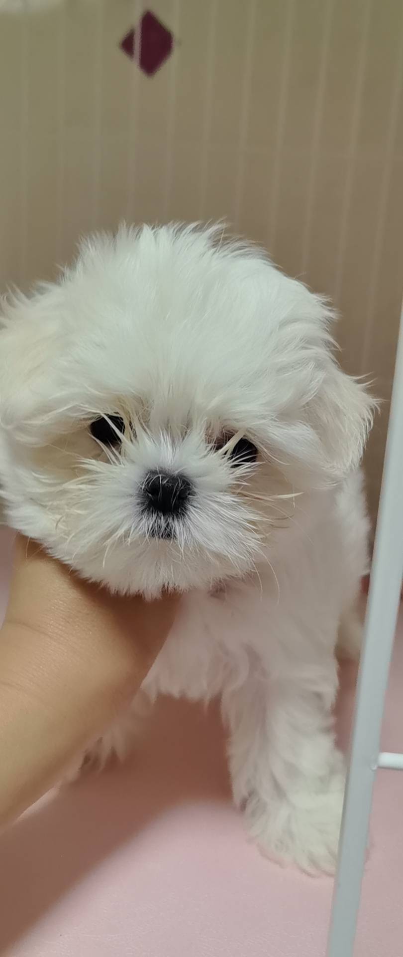 纯种马尔济斯1号妹妹，三针疫苗齐全，驱虫已做。