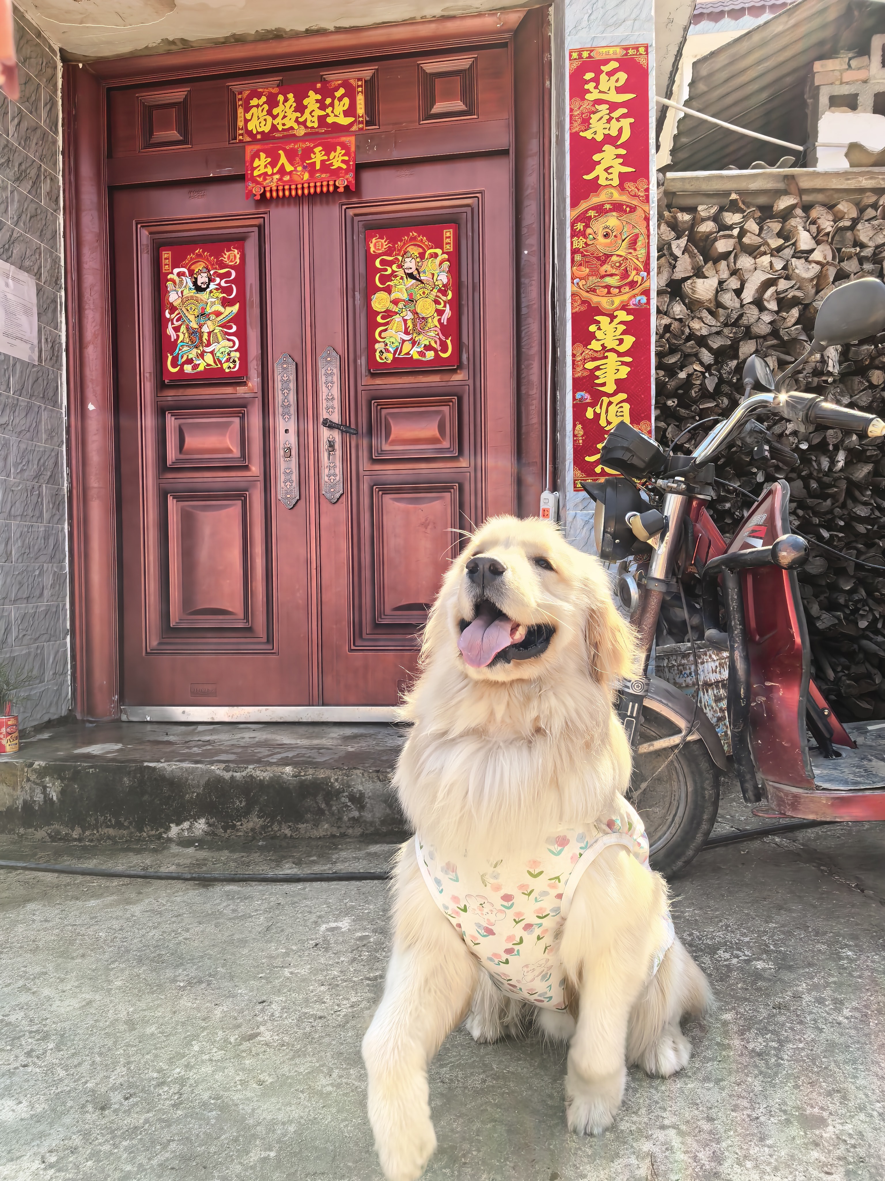萌宠档案