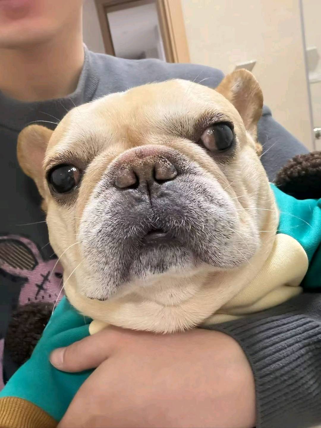 我家的小可爱  名字叫小彪子  法斗犬 年龄5岁半  性别  男 性格温顺呆萌  今年刚打过疫苗
准备给小彪子找一个温柔可爱的女朋友  以使我们的小可爱有一个完整的生命历成  也好满足一下爷爷奶奶的美好愿景  地址  咸阳机场空港街道附近 亦可送小彪子联系电话 **510*34599