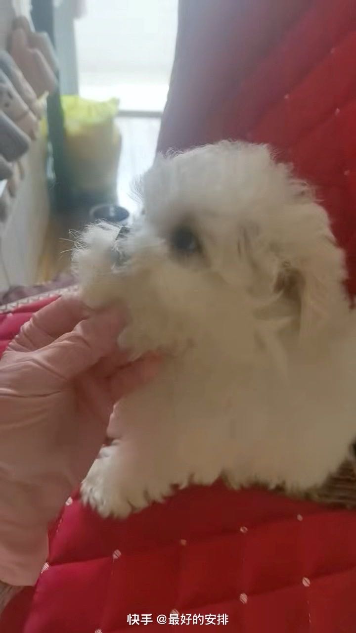 萌宠档案
