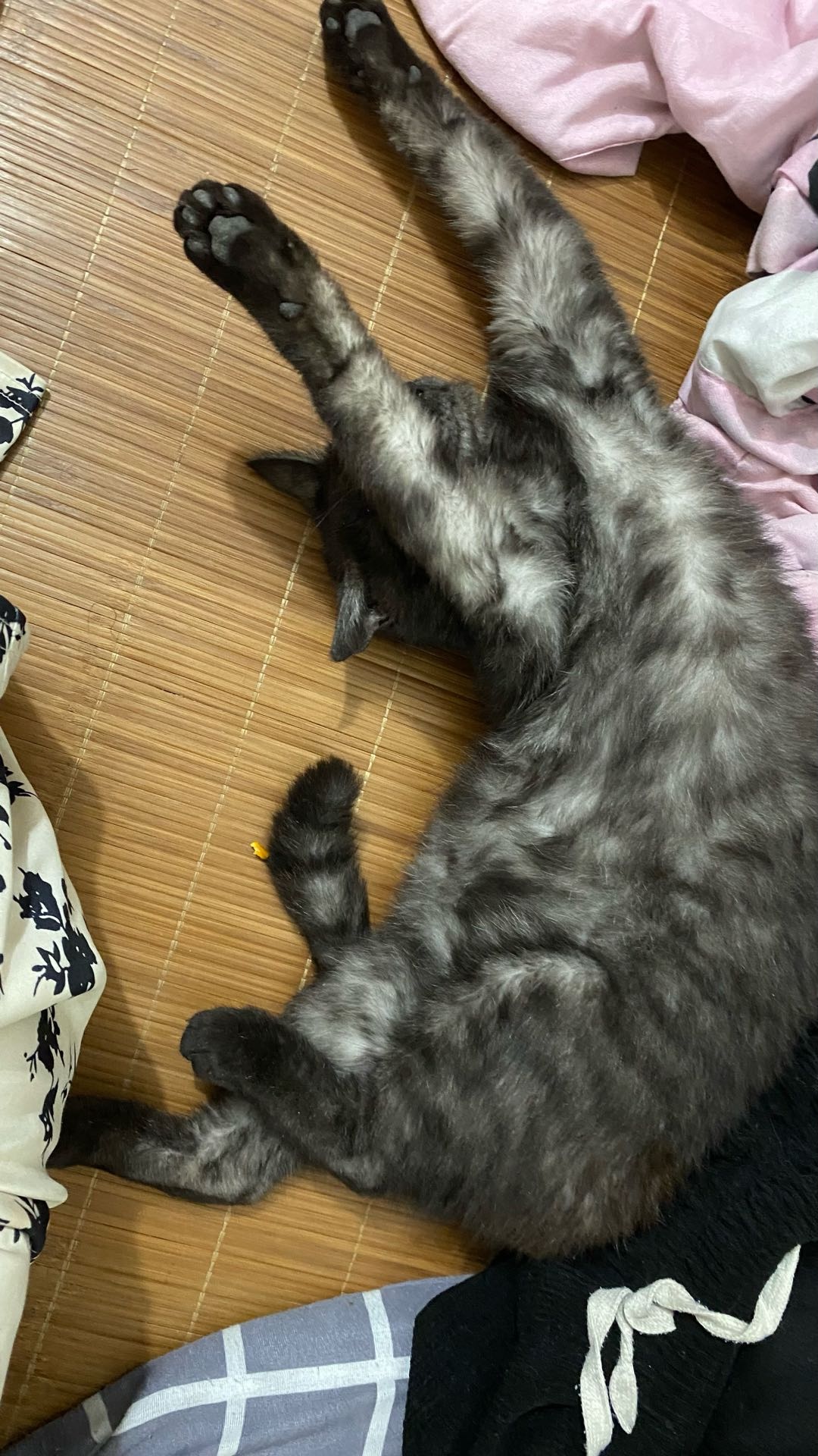 黑猫妹妹，一岁多，最近老是**